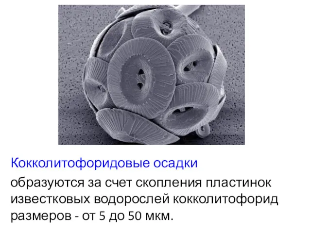 Кокколитофоридовые осадки образуются за счет скопления пластинок известковых водорослей кокколитофорид