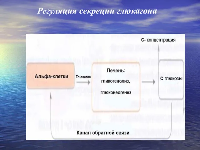 Регуляция секреции глюкагона