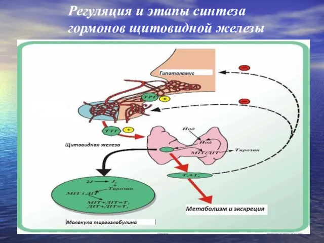 Регуляция и этапы синтеза гормонов щитовидной железы