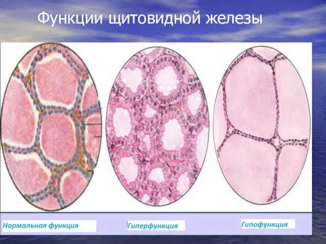 Функции щитовидной железы