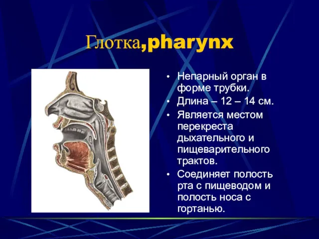 Глотка,pharynx Непарный орган в форме трубки. Длина – 12 –