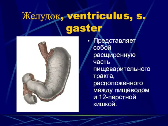 Желудок, ventriculus, s. gaster Представляет собой расщиренную часть пищеварительного тракта, расположенного между пищеводом и 12-перстной кишкой.