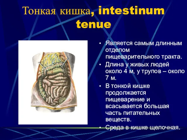 Тонкая кишка, intestinum tenue Является самым длинным отделом пищеварительного тракта.