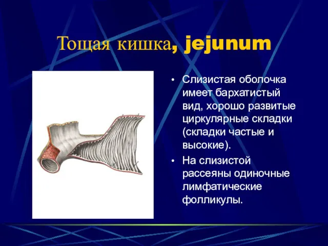 Тощая кишка, jejunum Слизистая оболочка имеет бархатистый вид, хорошо развитые