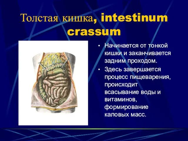 Толстая кишка, intestinum crassum Начинается от тонкой кишки и заканчивается