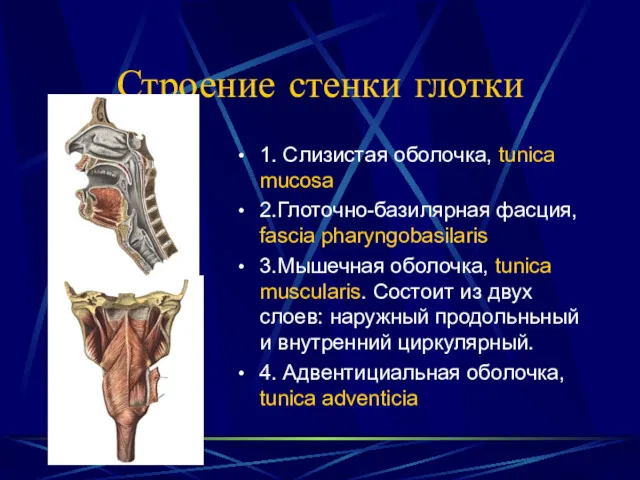 Строение стенки глотки 1. Слизистая оболочка, tunica mucosa 2.Глоточно-базилярная фасция,