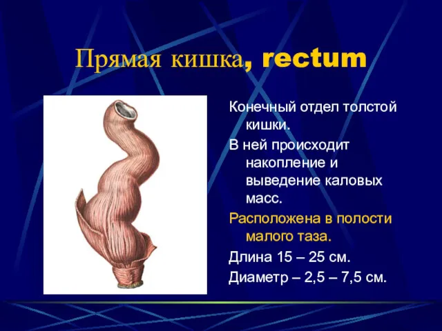 Прямая кишка, rectum Конечный отдел толстой кишки. В ней происходит