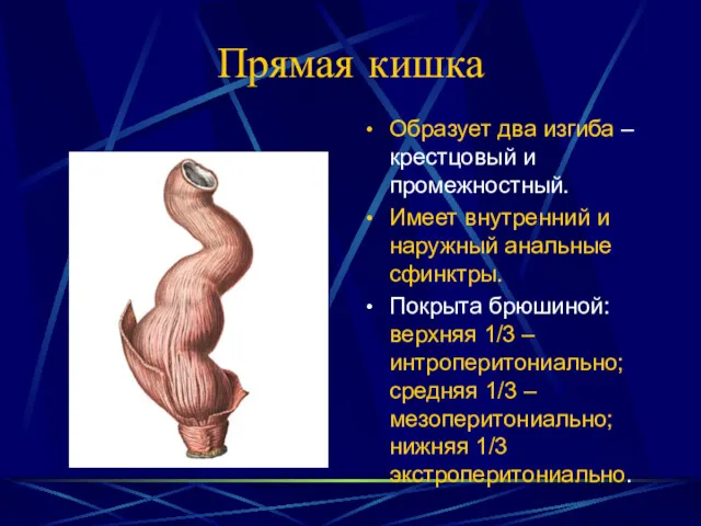 Прямая кишка Образует два изгиба – крестцовый и промежностный. Имеет