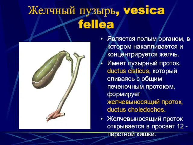 Желчный пузырь, vesica fellea Является полым органом, в котором накапливается