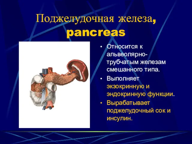 Поджелудочная железа, pancreas Относится к альвеолярно-трубчатым железам смешанного типа. Выполняет