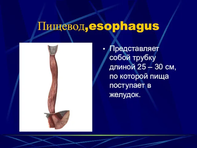 Пищевод,esophagus Представляет собой трубку длиной 25 – 30 см, по которой пища поступает в желудок.