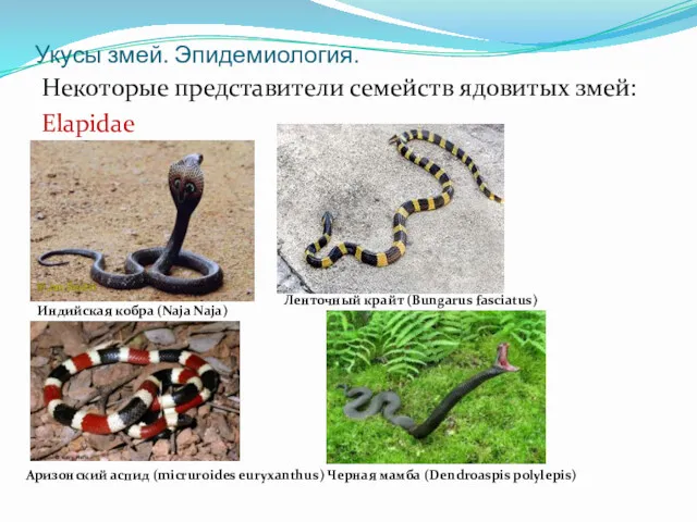 Укусы змей. Эпидемиология. Некоторые представители семейств ядовитых змей: Elapidae Индийская