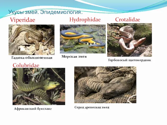 Укусы змей. Эпидемиология. Viperidae Гадюка обыкновенная Hydrophidae Морская змея Crotalidae