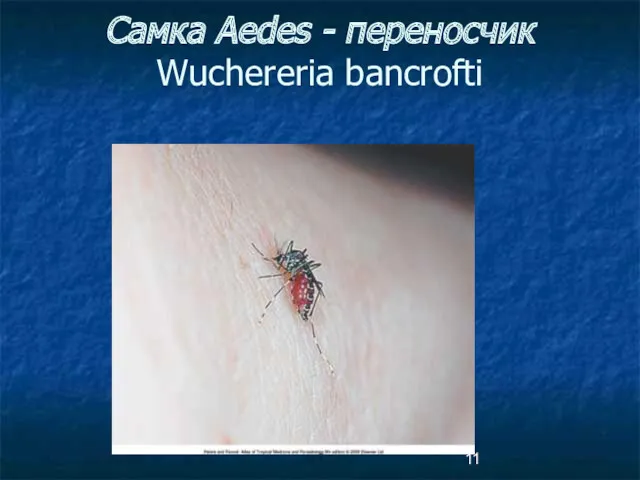 Самка Aedes - переносчик Wuchereria bancrofti