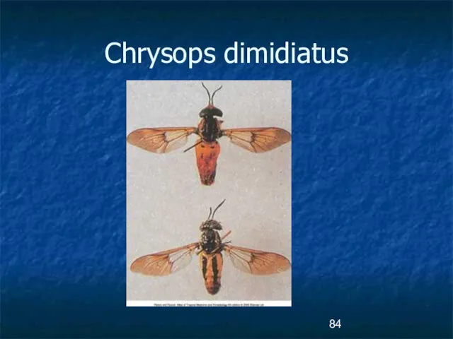 Chrysops dimidiatus