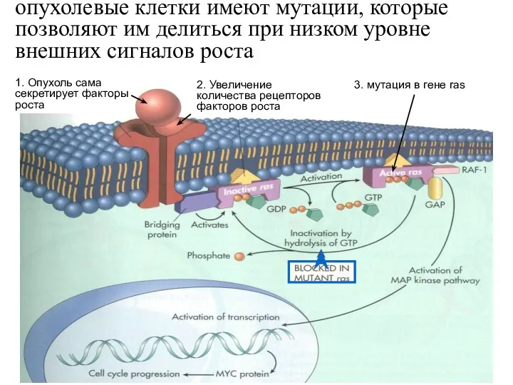 опухолевые клетки имеют мутации, которые позволяют им делиться при низком