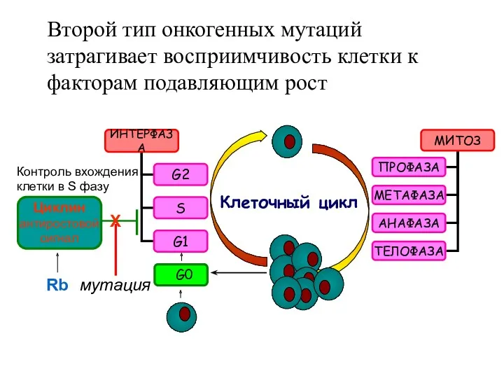 Второй тип онкогенных мутаций затрагивает восприимчивость клетки к факторам подавляющим