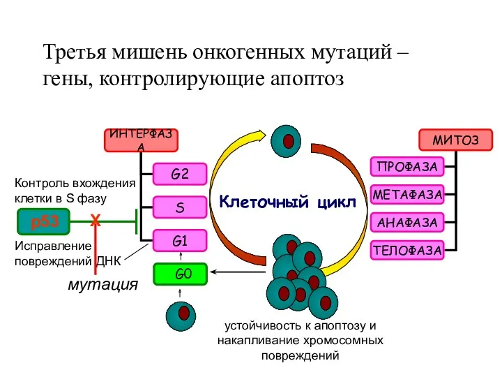 Третья мишень онкогенных мутаций – гены, контролирующие апоптоз Клеточный цикл