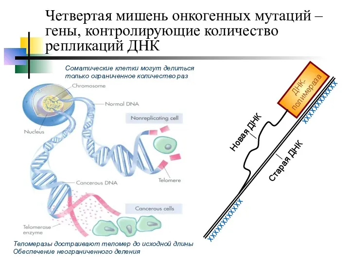 Четвертая мишень онкогенных мутаций – гены, контролирующие количество репликаций ДНК