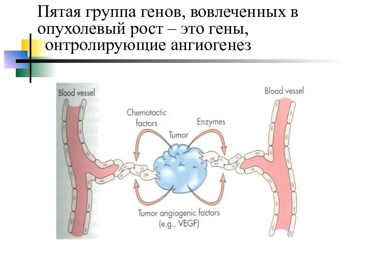 Пятая группа генов, вовлеченных в опухолевый рост – это гены, контролирующие ангиогенез