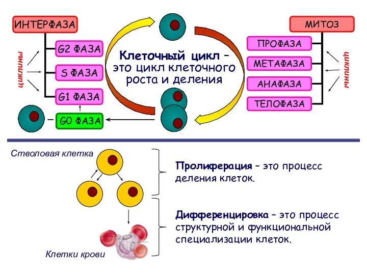 Клеточный цикл – это цикл клеточного роста и деления G0 ФАЗА
