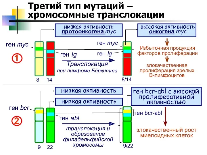 Третий тип мутаций – хромосомные транслокации 8 14 ген myc
