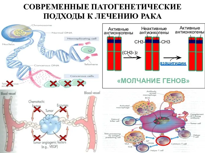 СОВРЕМЕННЫЕ ПАТОГЕНЕТИЧЕСКИЕ ПОДХОДЫ К ЛЕЧЕНИЮ РАКА