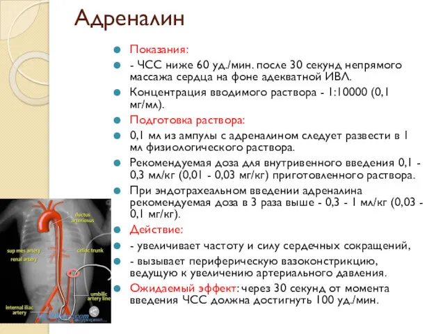 Адреналин Показания: - ЧСС ниже 60 уд./мин. после 30 секунд
