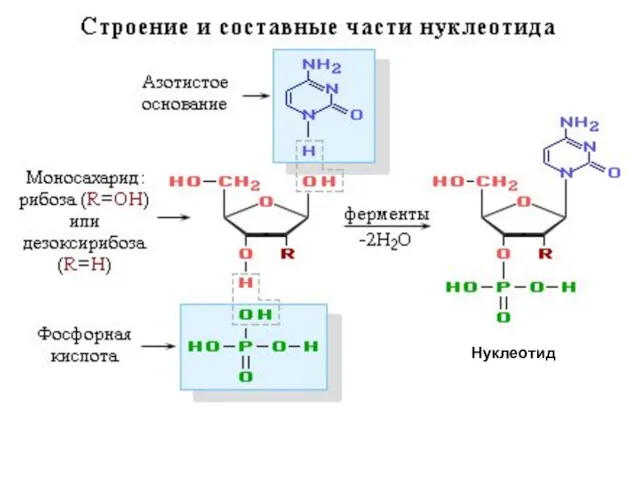 Нуклеотид