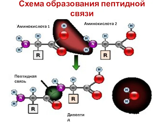 Схема образования пептидной связи