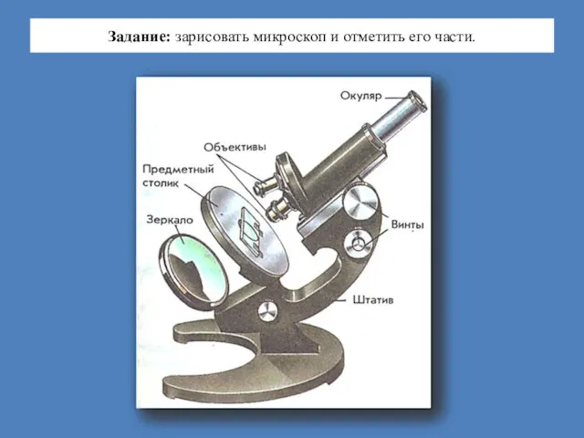 Задание: зарисовать микроскоп и отметить его части.