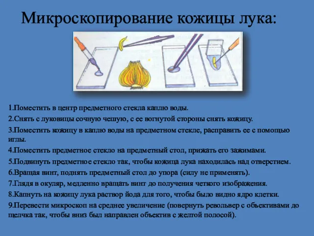 Микроскопирование кожицы лука: 1.Поместить в центр предметного стекла каплю воды.