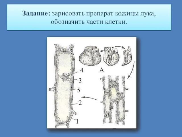 Задание: зарисовать препарат кожицы лука, обозначить части клетки.