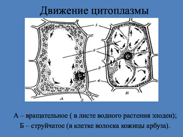 Движение цитоплазмы А – вращательное ( в листе водного растения