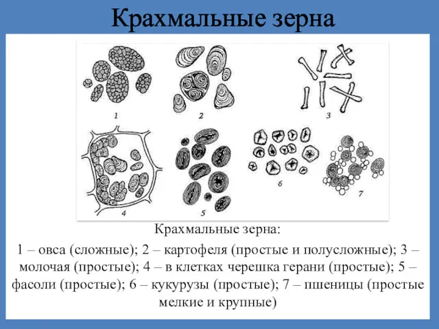 Крахмальные зерна Крахмальные зерна: 1 – овса (сложные); 2 –