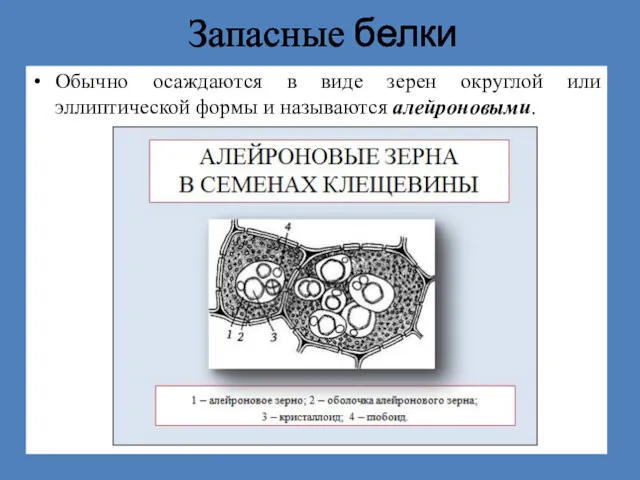 Запасные белки Обычно осаждаются в виде зерен округлой или эллиптической формы и называются алейроновыми.