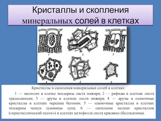 Кристаллы и скопления минеральных солей в клетках Кристаллы и скопления