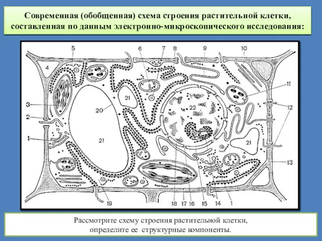 Современная (обобщенная) схема строения растительной клетки, составленная по данным электронно-микроскопического