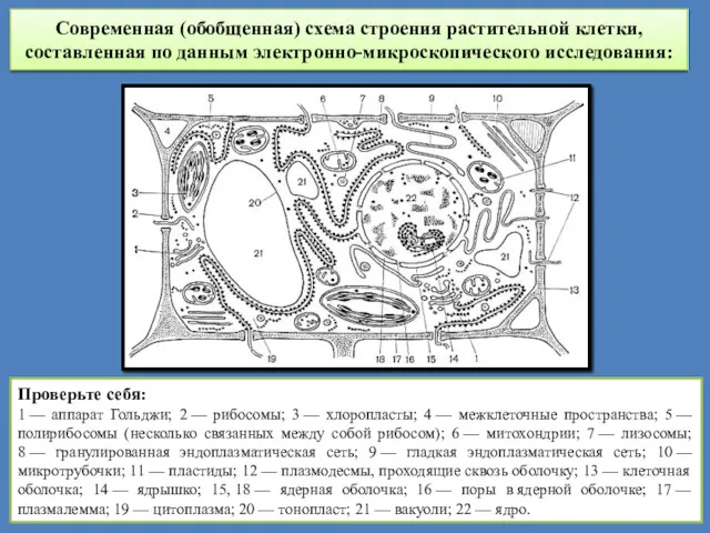 Современная (обобщенная) схема строения растительной клетки, составленная по данным электронно-микроскопического