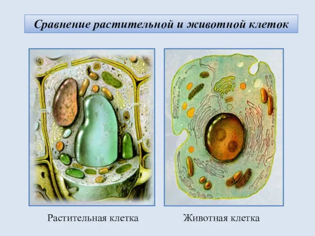 Сравнение растительной и животной клеток Растительная клетка Животная клетка