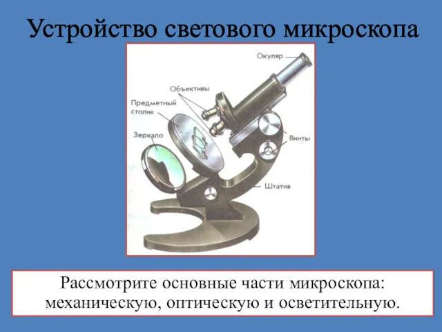 Устройство светового микроскопа Рассмотрите основные части микроскопа: механическую, оптическую и осветительную.