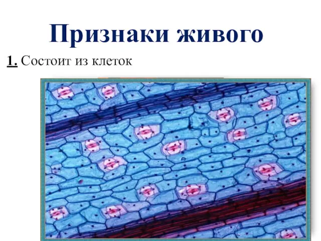 Признаки живого 1. Состоит из клеток