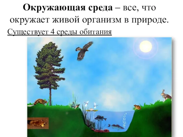 Окружающая среда – все, что окружает живой организм в природе. Существует 4 среды обитания