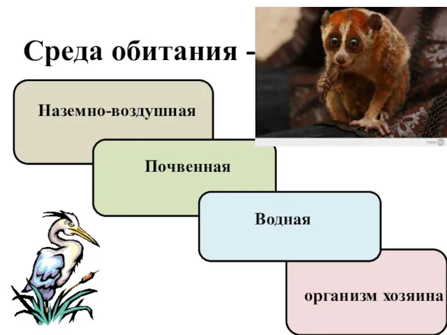 Среда обитания - Наземно-воздушная Почвенная Водная организм хозяина