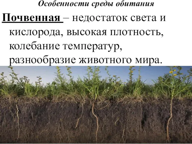 Особенности среды обитания Почвенная – недостаток света и кислорода, высокая плотность, колебание температур, разнообразие животного мира.