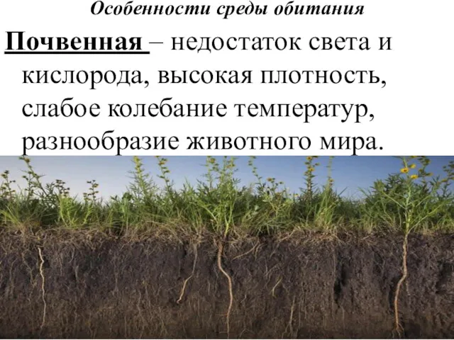 Особенности среды обитания Почвенная – недостаток света и кислорода, высокая