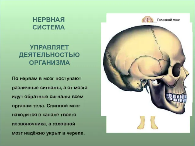 По нервам в мозг поступают различные сигналы, а от мозга