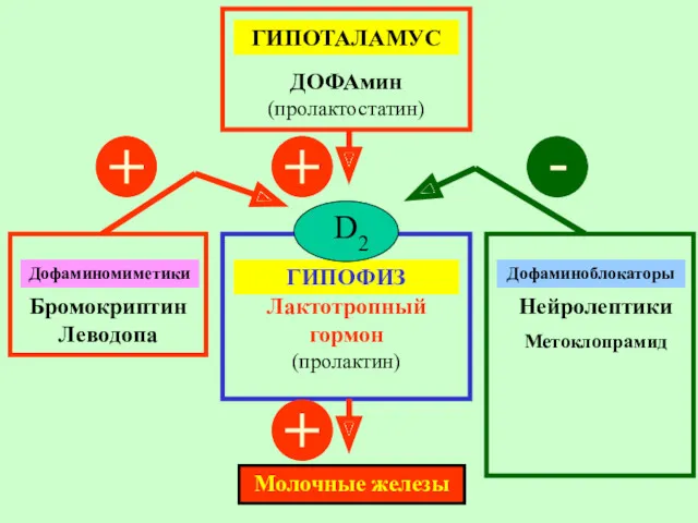 ГИПОТАЛАМУС ДОФАмин (пролактостатин) ГИПОФИЗ Лактотропный гормон (пролактин) Молочные железы Дофаминомиметики