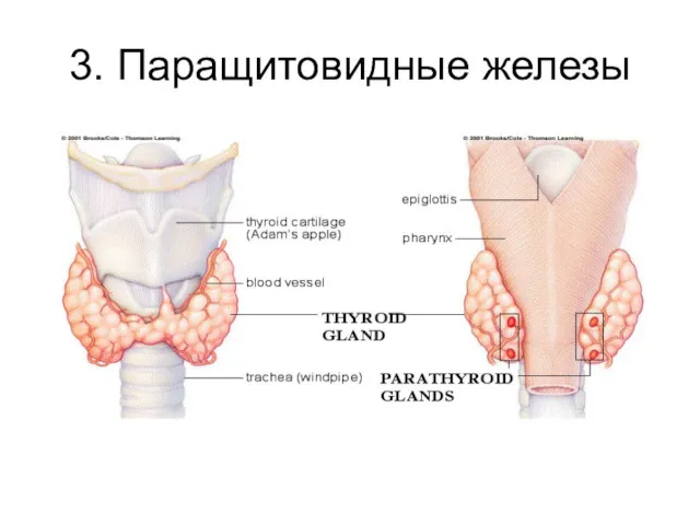 3. Паращитовидные железы