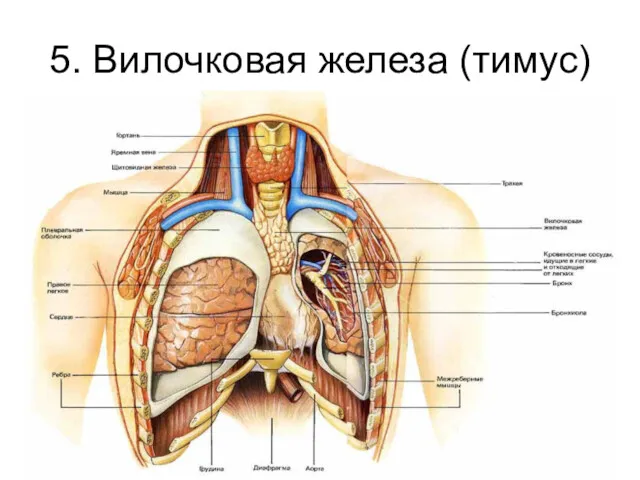 5. Вилочковая железа (тимус)